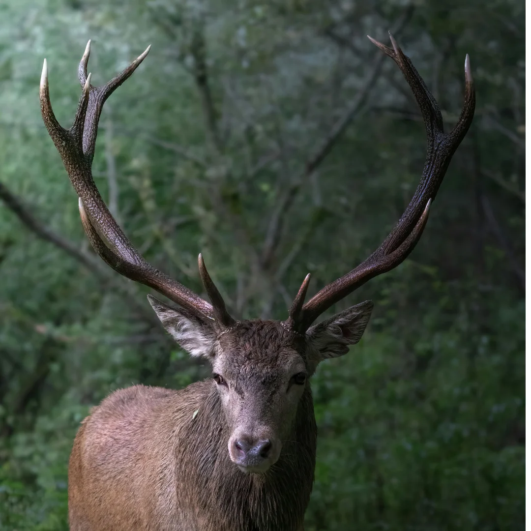 Cervo nel bosco del Parco Nazionale d'Abruzzo nel periodo del bramito