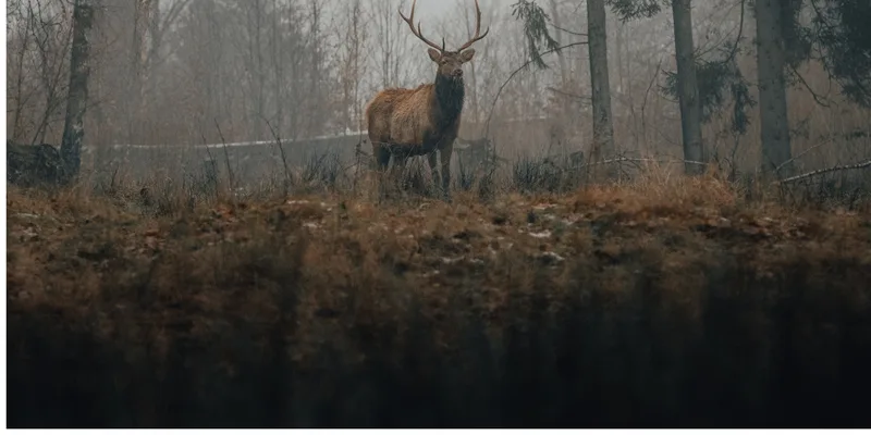 Cervo nel Parco Nazionale d'Abruzzo durante il bramito, workshop fotografico