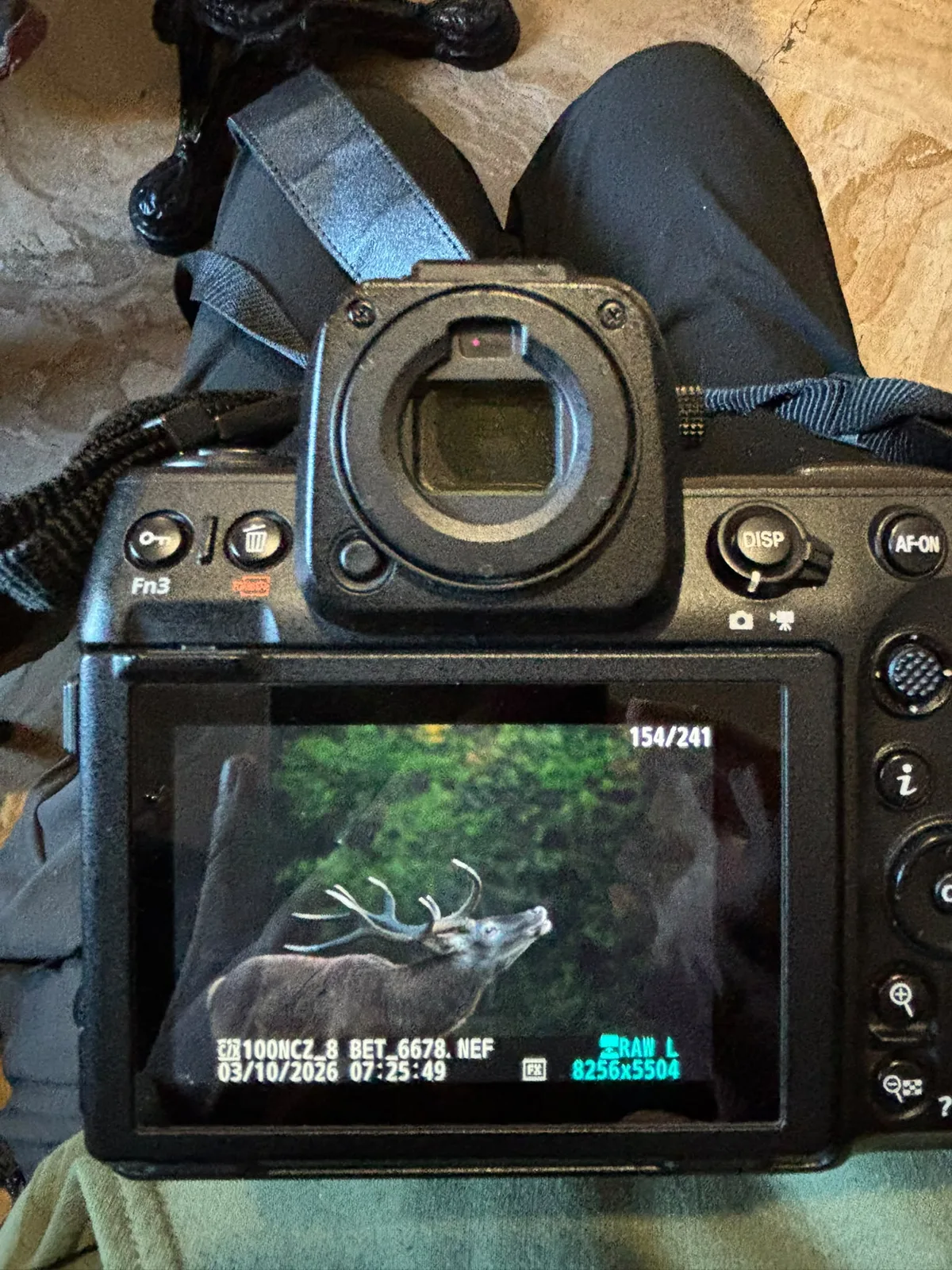 Display di una fotocamera con un cervo maschio che bramisce, scatto delle 7:25 del 3 ottobre 2026