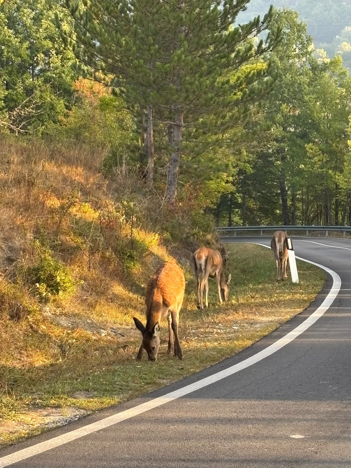 Tre cerve al pascolo sul bordo di una strada nel Parco Nazionale d'Abruzzo