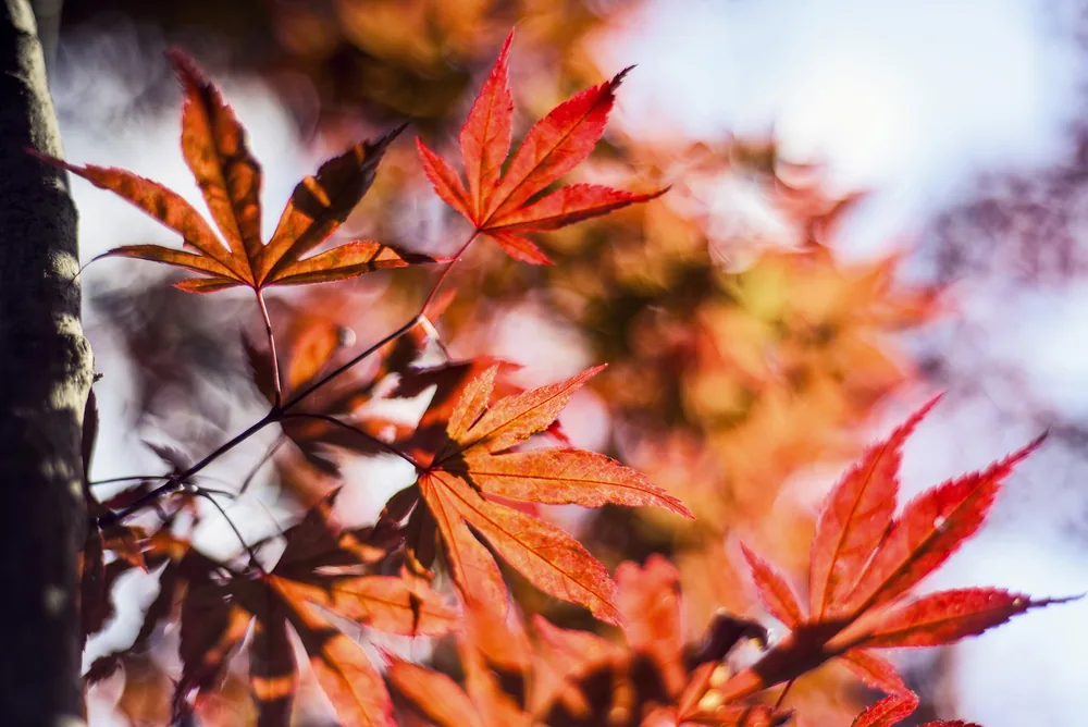 Esempio per l'esercizio: foliage