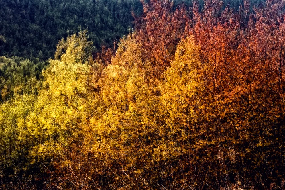 Esempio per l'esercizio: foliage