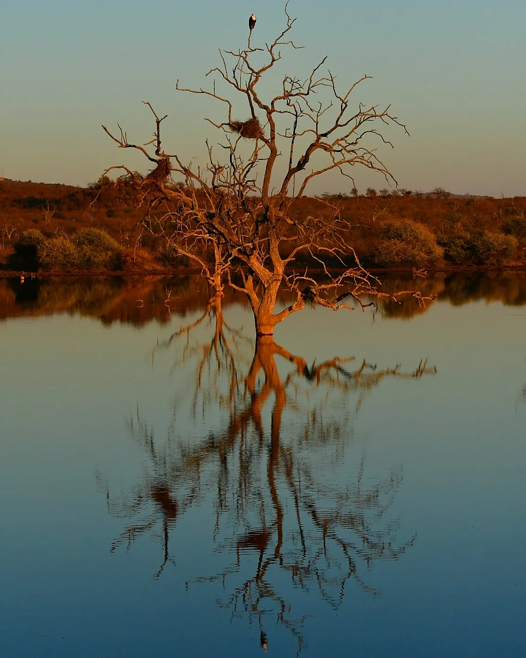 Alba nella Madikwe game reserve: lettura compositiva di una fotografia