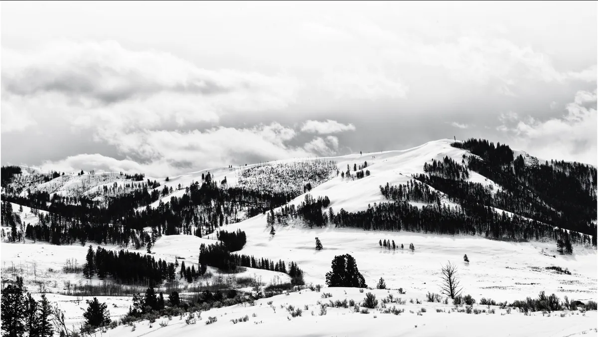 Una linea curva di alberi che continua nella linea della montagna e dà ordine al paesaggio di Yellowstone