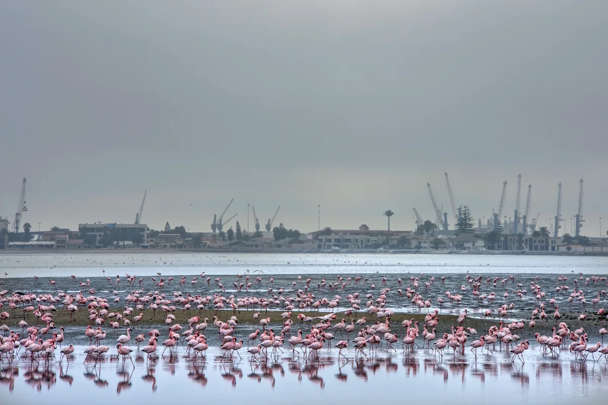 Fenicotteri a Walvis Bay in Namibia con linee orizzontali di orizzonte, acqua e palazzi sovrapposte
