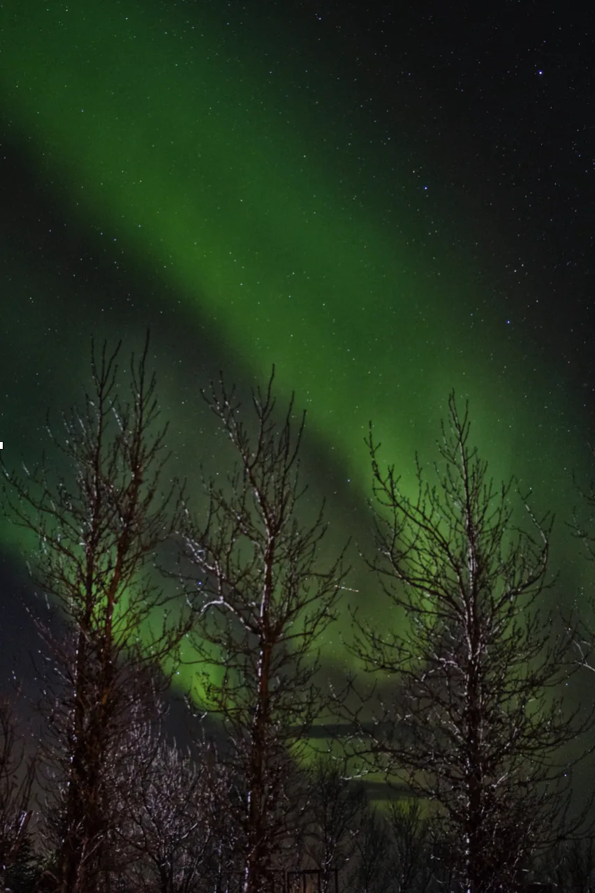 Alberi verticali in Islanda in una notte di aurora boreale, le linee spingono lo sguardo verso il cielo