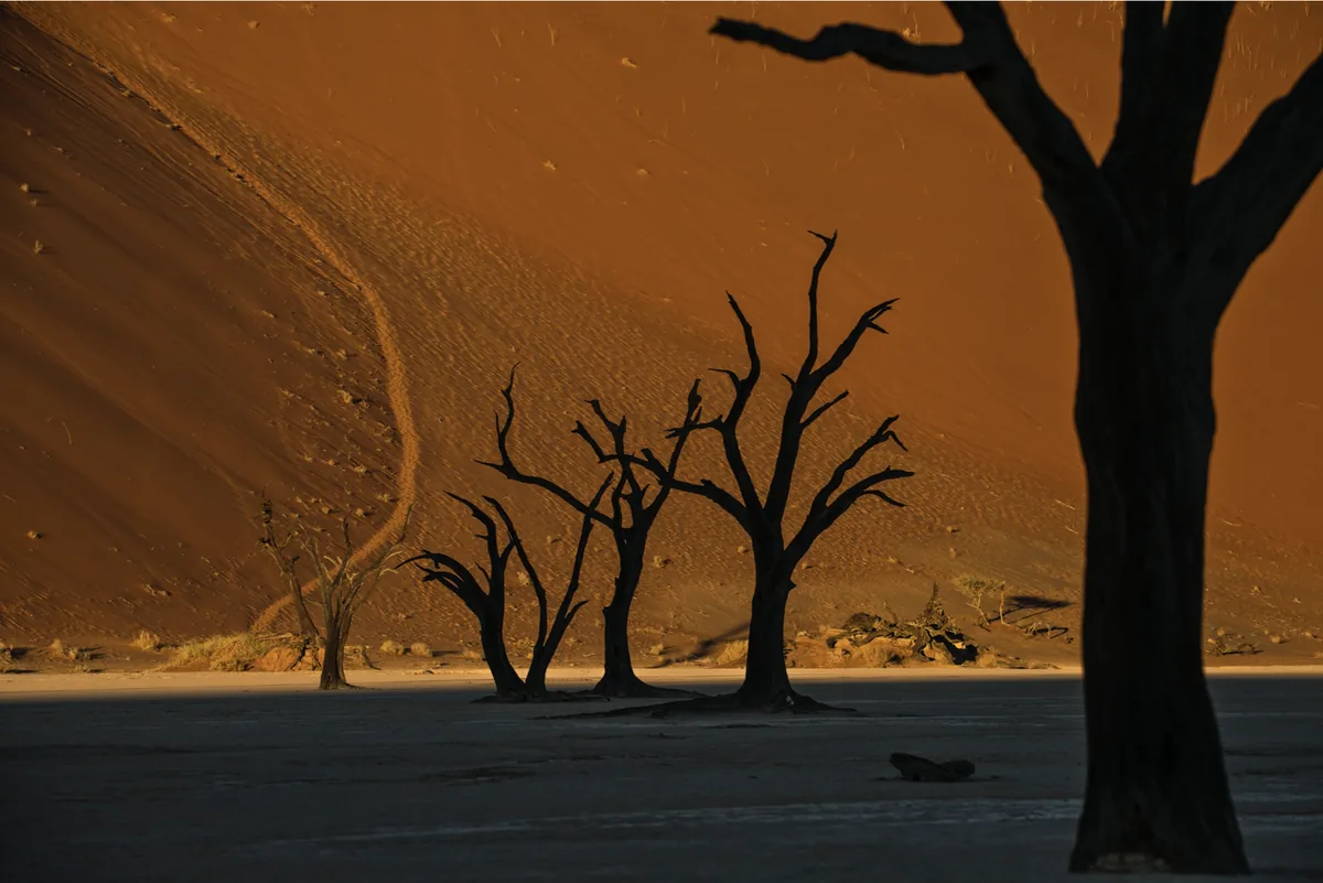 Alberi secchi nel deserto di Dead Vlei in Namibia, tronchi verticali ripetuti su una base orizzontale