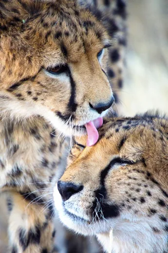 Esempio di soggetto evidente in fotografia: un animale, dove l'occhio sa subito cosa guardare