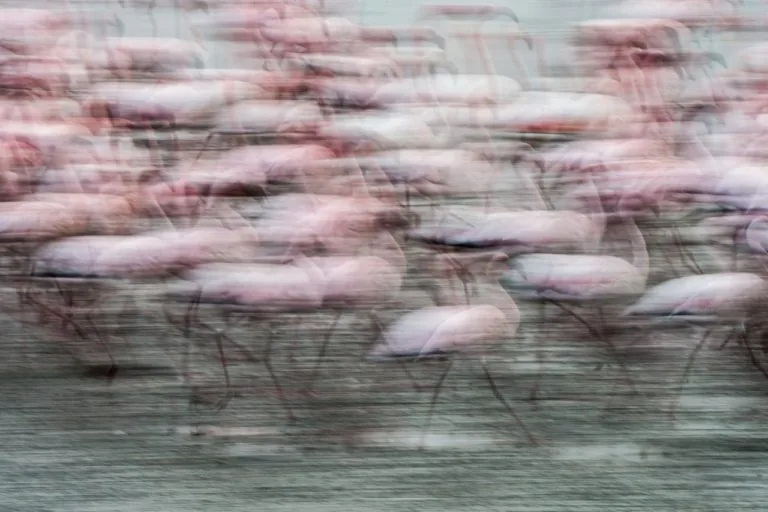 Fenicotteri in movimento che riempiono il fotogramma con elementi ripetuti
