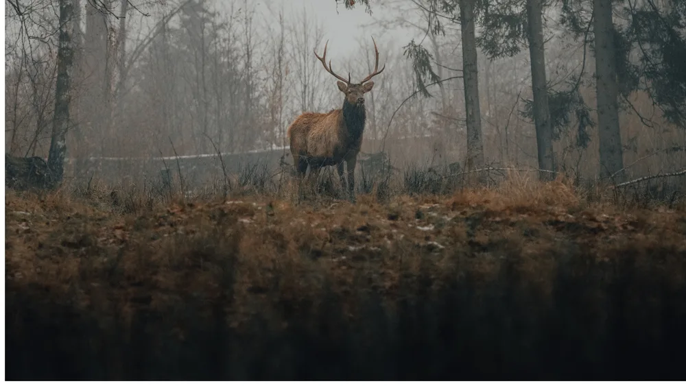 Cervo nel bosco del Parco Nazionale d'Abruzzo durante il periodo del bramito
