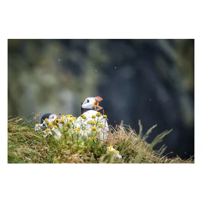 Corso lettura immagine e portfolio online — analisi visiva fotografia