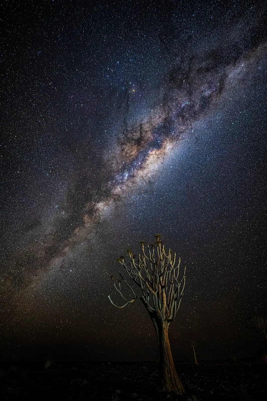 Via Lattea e nucleo galattico sopra un albero faretra nel deserto della Namibia