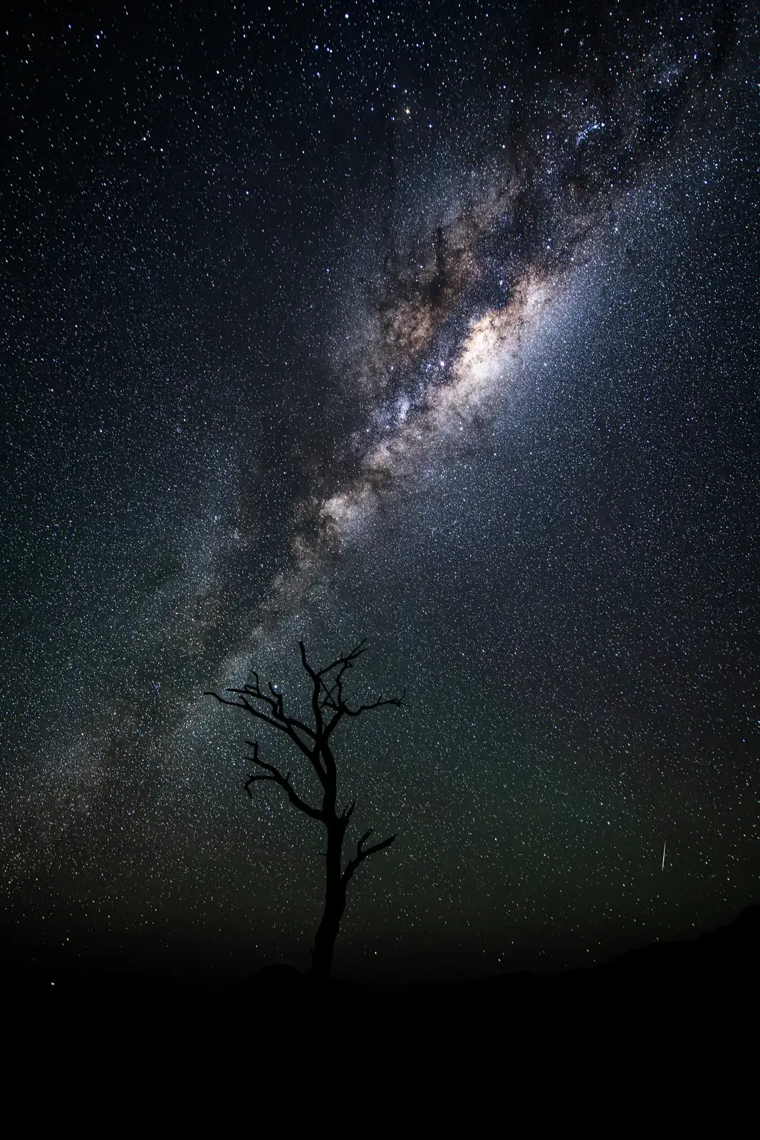 Via Lattea sopra un albero solitario in Namibia, con leggero airglow verde all'orizzonte