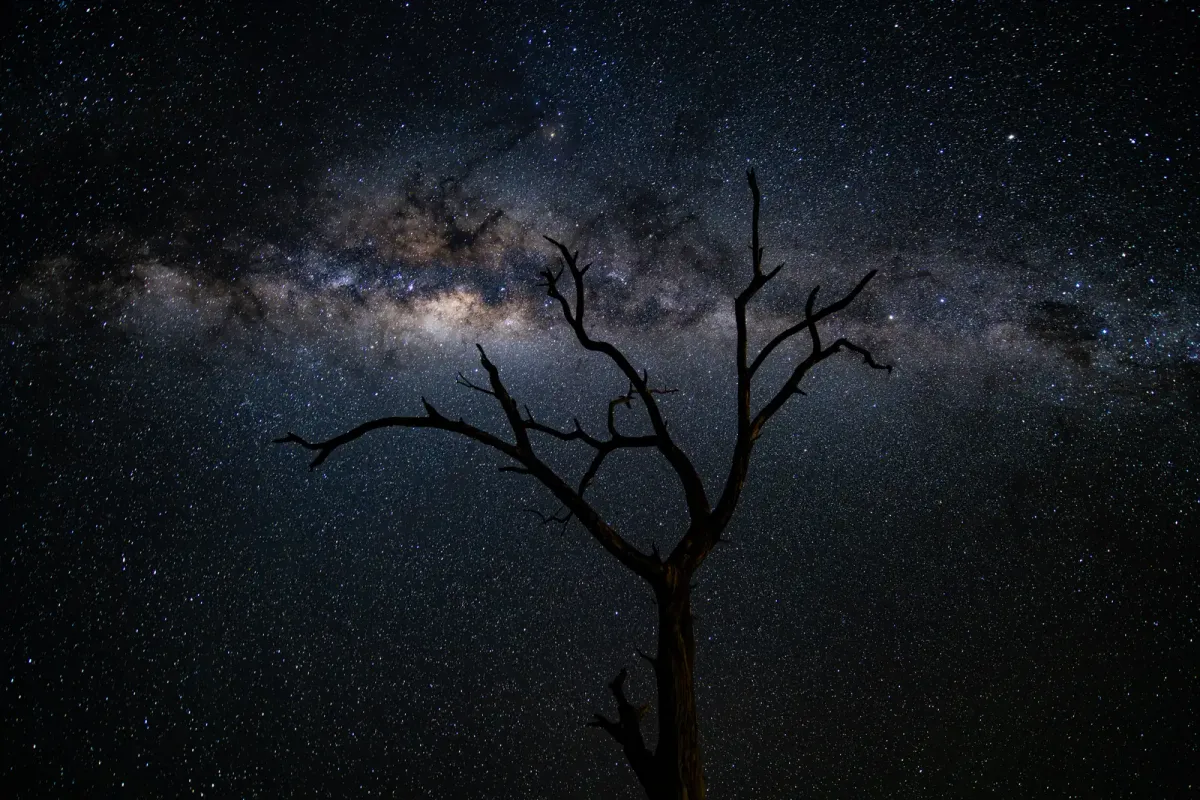 Arco della Via Lattea sopra un'acacia secca nel cielo notturno della Namibia