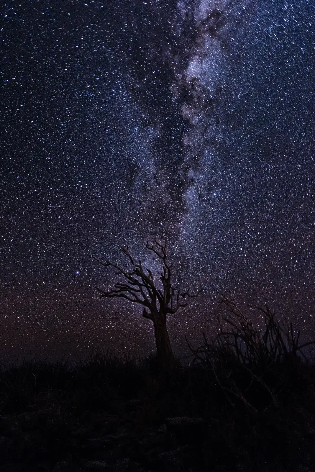 Cielo stellato con la Via Lattea verticale su un albero secco nel deserto namibiano, fotografia notturna